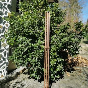 Cloudbuster Maxi Buda